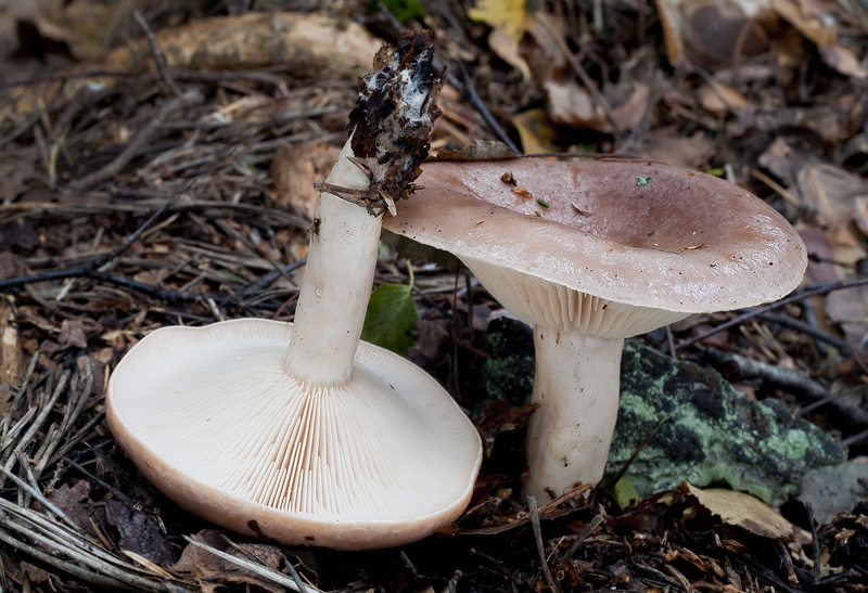 Lactarius trivialis